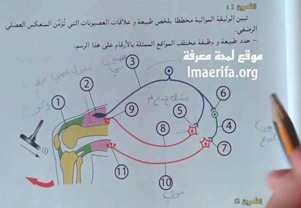 حل تمرين 1 صفحة 31 علوم 2 ثانوي