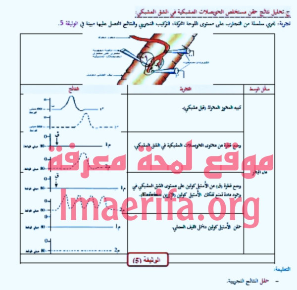 تحليل نتائج حقن مستخلص الحويصلات المشبكية في الشق المشبكي تحليل الوثيقة الخامسة 5