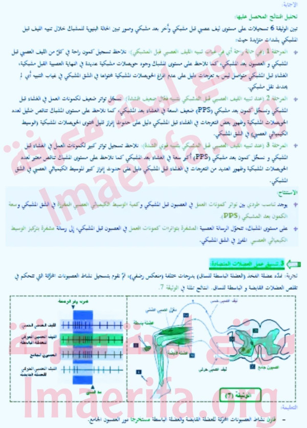 قارن بين نشاط العصبونات المحركة للعضلة الباسطة مستخرجا دور العصبون الجامع تحليل الوثيقة 7