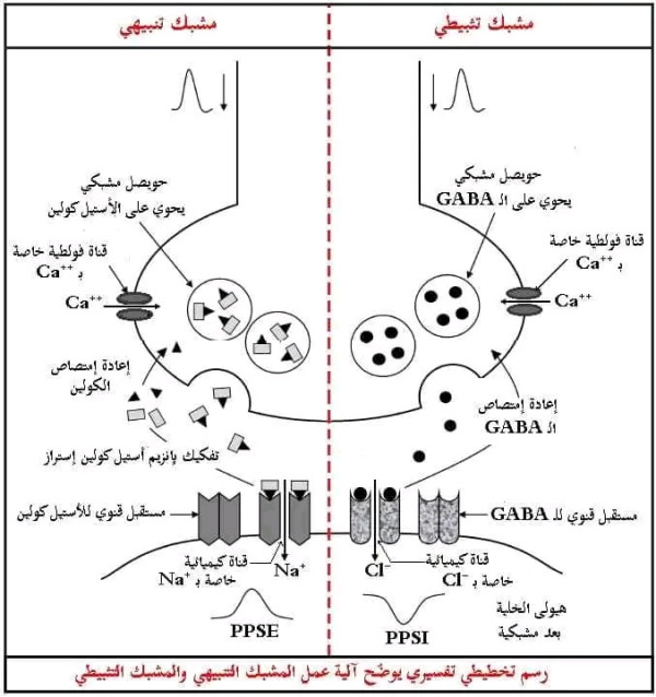 رسم تخطيطي تفسيري + نص علمي لآلية إنتقال الرسالة العصبية على مستوى المشابك المختلفة 3 ثانوي علوم تجريبية