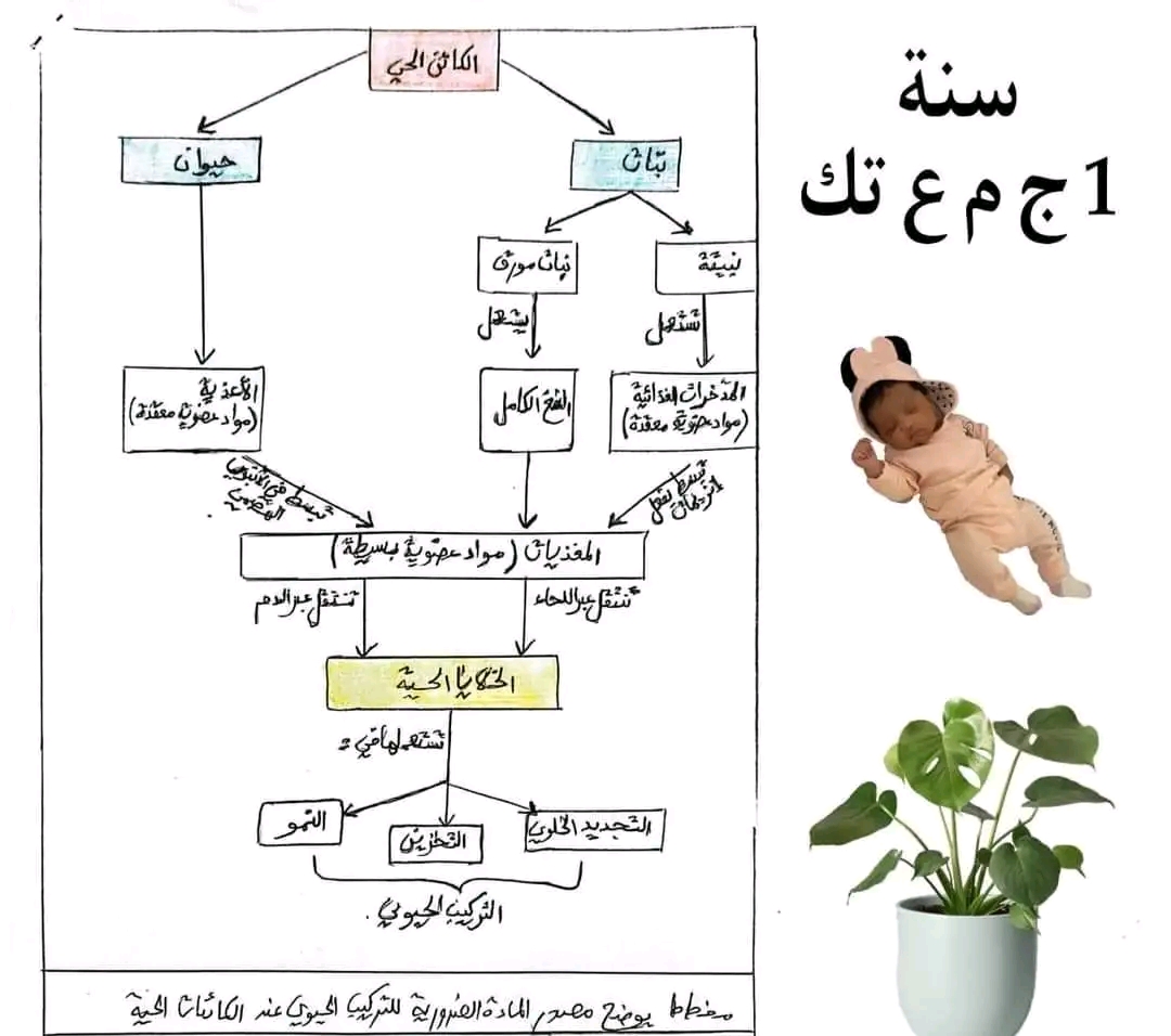 مخطط تحصيلي حول مصدر المادة الضرورية للنمو والتجديد الخلوي عند الكائن الحي سنة أولى ثانوي