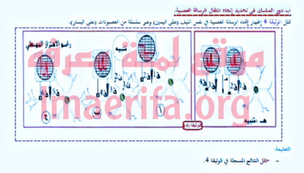 دور المشبك في تجديد اتجاه انتقال الرسالة العصبية تحليل الوثيقة الرابعة 4 علوم طبيعية