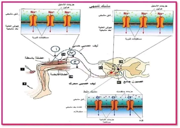 الحصة التعليمية4 :  آلية الإدماج العصبي تطبيق: 1.أنجز رسما تخطيطيا تحصیلیا لمنعكس العضلي على المستوى الجزیئي و الشاردي. 2.في نص علمي اشرح على المستوى الجزيئي و الشاردي آلية انتقال الرسالة العصبية على مستوى المشابك